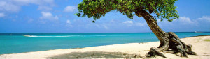 divi-tree-aruba