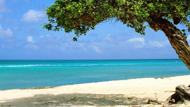 divi-tree-aruba