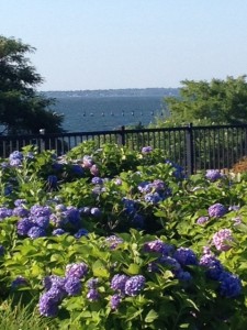 Restaurant Review Rhode Island Hydrangeas in July